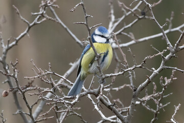 a portrait of a little and cute blue tit bird. an ideal photograph for prints