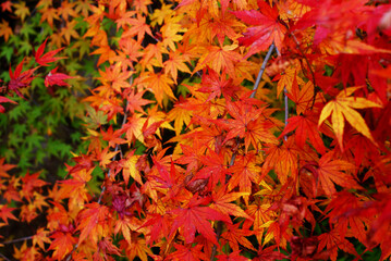 Naklejka na ściany i meble Autumn foliage in Japan - colorful japanese maple (Acer palmatum) leaves during momiji season 