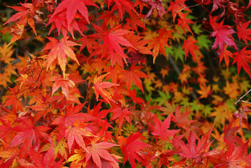 Autumn foliage in Japan - colorful japanese maple (Acer palmatum) leaves during momiji season 