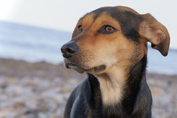 Perro de mirada aviesa