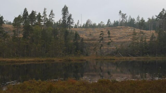 Boreal Deforestation in a Bogland in Northern Europe, Pan shot