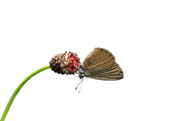 Dunkler Wiesenknopf-Ameisenbläuling (Phengaris nausithous), freigestellt
