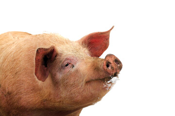 Weideschwein im Schnee, freigestellt  © Schmutzler-Schaub