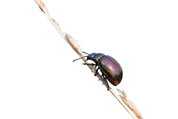 Regenbogen-Blattkäfer (Chrysolina cerealis) auf Grashalm, freigestellt © Schmutzler-Schaub