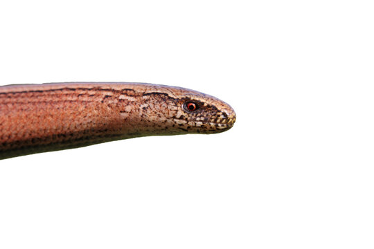 Weibliche Blindschleiche (Anguis fragilis), freigestellt
