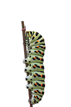 Schwalbenschwanz-Raupe (Papilio machaon), freigestellt

