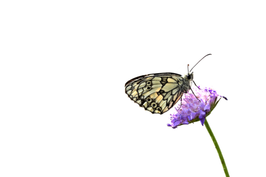 Schachbrettfalter (Melanargia galathea) auf Witwenblume, freigestellt
