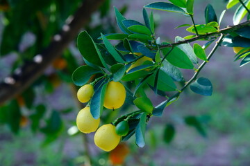 Little lemon fruits in the garden