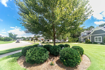 Close up image of a a landscaped tree and shrubs to hide an unsightly utility box in yard