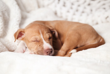 Puppy sleeping on sofa. Front view of relaxed cute puppy dog lying curled up on a soft white fluffy blanket. 8 weeks old, female Boxer mix breed just adopted. Fawn bi color. Selective focus.