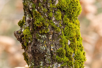 a mossy tree trunk