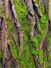 tree texture green moss desktop background
