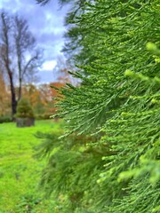 green fir pine branch close up rain drops