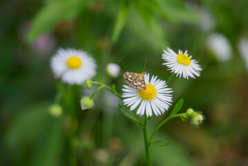 Common Purple & Gold (Pyrausta purpuralis) moth sitting on a white daisy in Zurich, Switzerland
