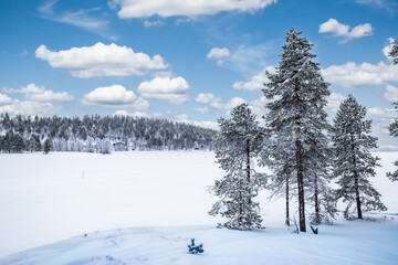 Fototapeta na wymiar Snow landscape with tall trees at frozen lake Inari, Finland, Lapland.