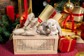 A gray lop-eared rabbit lies in a basket near the gifts under the Christmas tree with toys