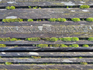 Background from the boards, moss sprouts from the boards on the pavement