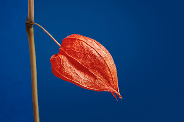 One Red physalis close up on dark blue background. Minimalism