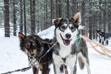 Husky dogs ready for sledding in the snow, Lapland, Finland.