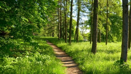 Walking path in sunny urban forest in summer time among regular and evergreen trees. City park at sunrise. Chestnut tree blossoming. Gimbal shot, UHD