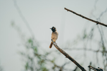 Maskenbülbül (Pycnonotus nigricans) auf einem dünnen Ast im Gegenlicht am Ufer des Kunene, Namibia