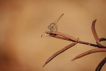 Afrikanische Libelle (Odonata), Namibia, Afrika