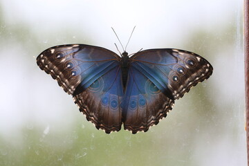 morpho