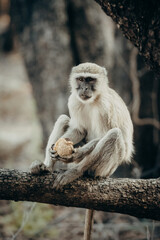 Tierportrait - Grüne Meerkatze (Chlorocebus pygerythrus) sitzt auf dem Boden neben einem Baum und frisst eine Palmfrucht, Kunene River, Namibia