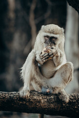 Tierportrait - Grüne Meerkatze (Chlorocebus pygerythrus) sitzt auf dem Boden neben einem Baum und frisst eine Palmfrucht, Kunene River, Namibia