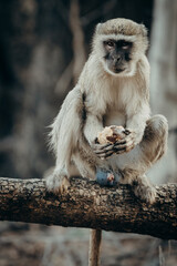 Tierportrait - Grüne Meerkatze (Chlorocebus pygerythrus) sitzt auf dem Boden neben einem Baum und frisst eine Palmfrucht, Kunene River, Namibia