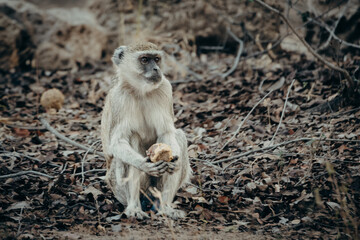 Tierportrait - Grüne Meerkatze (Chlorocebus pygerythrus) sitzt auf dem Boden neben einem Baum und hält eine Palmfrucht in Händen, Kunene River, Namibia