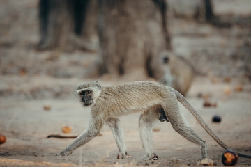 Tierportrait - Grüne Meerkatze (Chlorocebus pygerythrus) läuft am Boden, der mit Palmfrüchten übersäht ist, Kunene River, Namibia