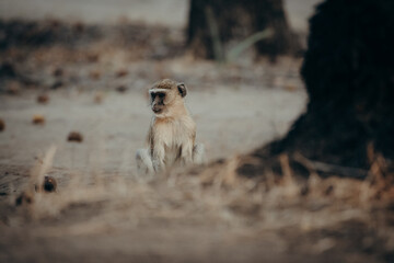 Tierportrait, versteckt fotografiert - Grüne Meerkatze (Chlorocebus pygerythrus) sitzt auf dem Boden neben einem Baum, Kunene River, Namibia