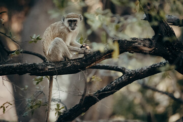 Tierportrait - Grüne Meerkatze (Chlorocebus pygerythrus) sitzt auf dem Ast eines Baumes mit einer Palmfrucht in den Händen, Kunene River, Namibia