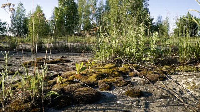 Radioactive green moss covers old asphalt. Chernobyl Exclusion Zone. Ukraine.