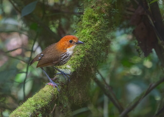 Chesnut-crowned Antpitta, Grallaria ruficapilla