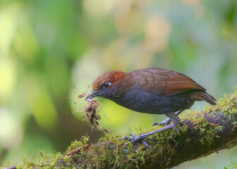 Chestnut-naped Antpitta, Grallaria nuchalis