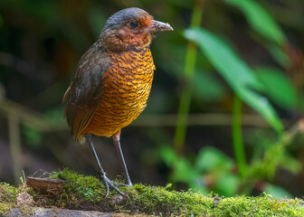 Giant Antpitta, Grallaria gigantea,