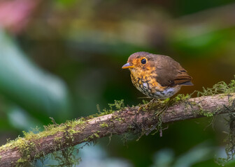 Ochre-breasted Antpitta, Grallaricula flavirostris