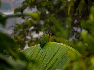 green winged macaw