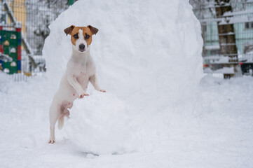 Jack Russell Terrier dog making a snowman outdoors in winter. 