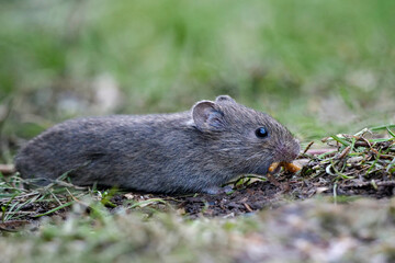 Eine Feldmaus hat einen Wurm gefantgen, Microtus arvalis