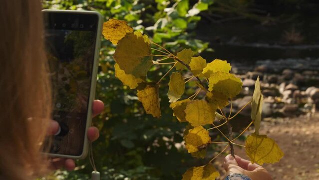 Girl Taking Photo of Fall Foliage with Smartphone, Close Up