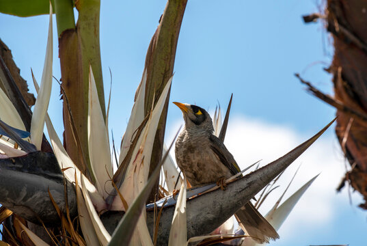 Australian Noisy Miner (Manorina Melanocephala)