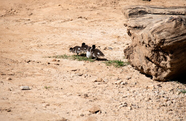 Australian Wood Duck (Chenonetta jubata)