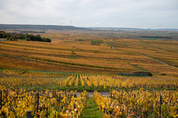 Fototapeta premium Autumn view on colorful grand cru Champagne vineyards near Moulin de Verzenay, pinot noir grape plants after harvest in Montagne de Reims near Verzenay, Champagne, wine making in France