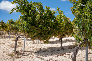 Fototapeta na wymiar Wine production on Cyprus, white chalk soil and rows of grape plants on vineyards with ripe white wine grapes ready for harvest
