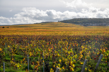 Autumn view on colorful grand cru Champagne vineyards near Moulin de Verzenay, pinot noir grape plants after harvest in Montagne de Reims near Verzenay, Champagne, wine making in France