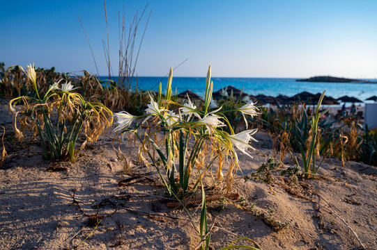 Blossom of wild white flowers sea daffodils on sandy beach on Cyprus