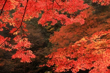 Deurstickers Kyoto 京都鷹峯の紅葉